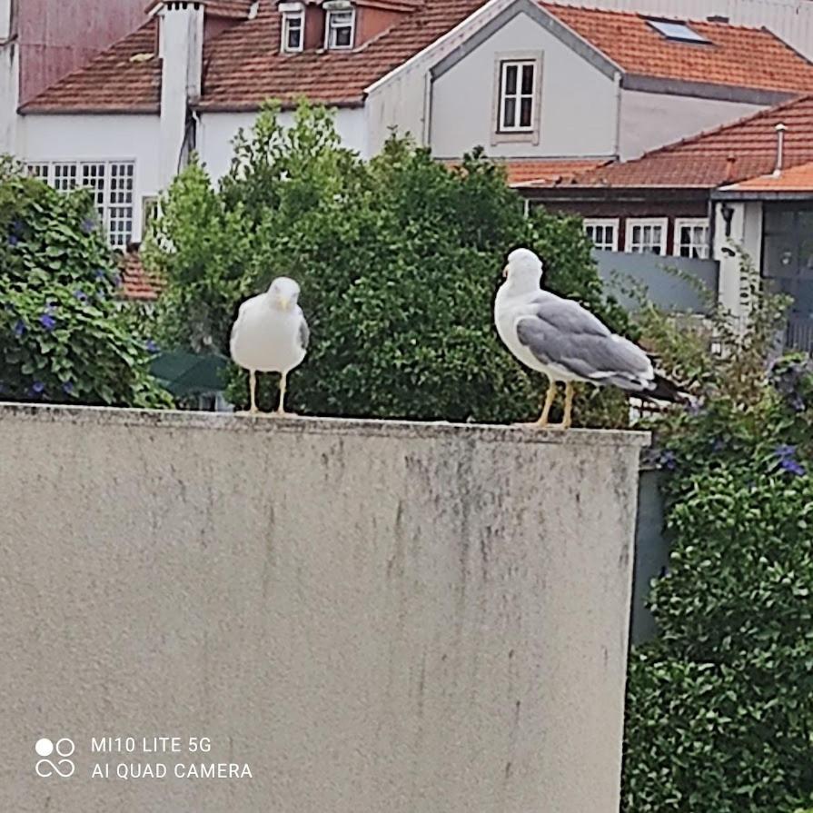 Porto Garden Yard Apartment Esterno foto